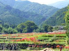 日向の彼岸花