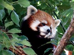 初秋のレッサーパンダ紀行【５】 埼玉県こども動物自然公園　コウタ君とリリィちゃんが海外移動・・・チリのアダムとイブになるんだよ！！ そして、１年ぶり？？ナツちゃんとラテ君の親子同居再開です！！　