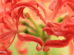 ☆情熱の赤い花☆ 昭和記念公園の彼岸花＆ちょぴっとコスモス