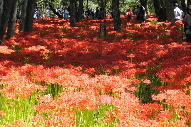 日高市　巾着田の曼珠沙華の見頃に合わせて、日和田山辺りのハイキングに行ってきました。<br /><br />４トラべラーのjun1さんからお誘いがあり、ご一緒したのは、は4月に弘法山に登った時と同じメンバーの、夏への扉さん、mimicatさんの４人。<br />週間予報ではお天気が良くなさそうな予報があり、２１日に行くか延期にするか間際まで迷いましたが、前日の予報で曇りに変わっていたので、その日に決定！<br /><br />当日は、電車の窓から見える空が青空に変わり、２１日にして正解でした。<br />