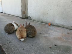 野良ウサギの島に行ってきました。