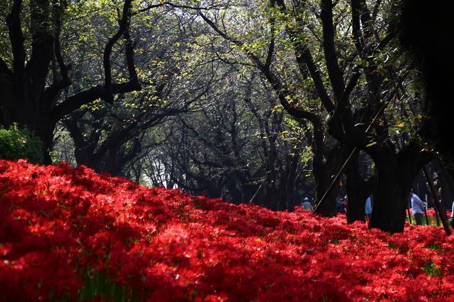 幸手市の権現堂桜堤は、春夏秋冬の季節の花を楽しめる場所。<br />春は薄墨色の桜、夏は紫の紫陽花、冬は白い水仙、そして、秋は深紅の曼珠沙華(彼岸花)が堤を覆い尽くす。<br /><br />実は昨年も、同じ時期に曼珠沙華に会うためにココ権現堂へ足を運んでいる。<br />でも昨年は読みが甘く、堤の深紅の絨毯はまだ3分咲き〜8分咲き程度。<br />今年こそは…とリベンジを誓っていた。<br /><br />しかし、秋と云えば台風のシーズン。<br />先週には台風16号が発生し、お彼岸には関東地方直撃か…との情報も。<br /><br />台風の動向を気にしつつ迎えた、お彼岸の日。<br />天気は朝から快晴。<br />早朝に、ひとり、そっと家を抜け出した。<br />