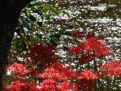 2014年9月大人の遠足＃１３　　巾着田・日和田山ウォーク　　その１　巾着田ー彼岸花の花見ウォーク