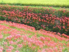 彼岸花秋まつり2014