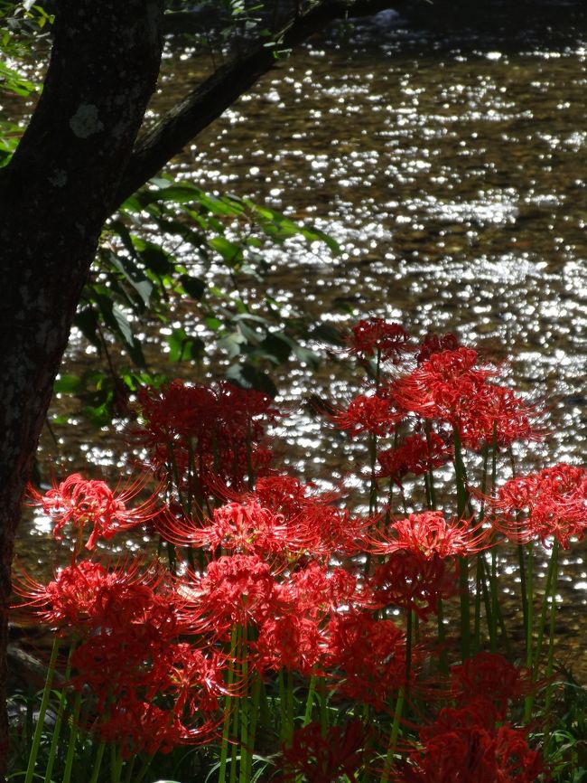 2014年9月大人の遠足＃１３　　巾着田・日和田山ウォーク　　その１　巾着田ー彼岸花の花見ウォーク