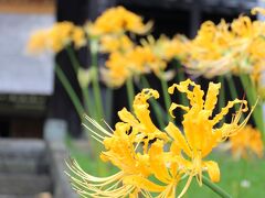 西方寺の黄色の曼珠沙華（彼岸花）と大倉山界隈2014年9月