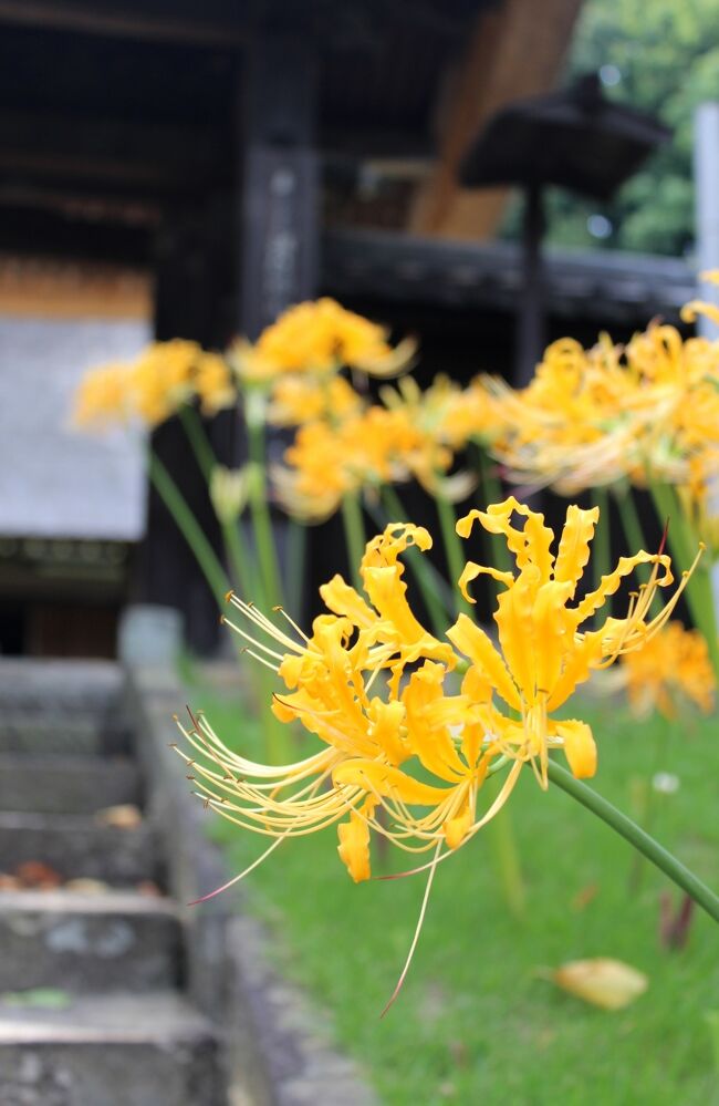 神奈川県の西方寺で珍しい黄色の曼珠沙華（彼岸花）を鑑賞した後、大倉山界隈の大倉山記念館・大倉山公園、師岡熊野神社に行きました。
