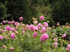 秩父　小鹿野町　　山に囲まれたダリア園　５０００株の花が咲き誇る