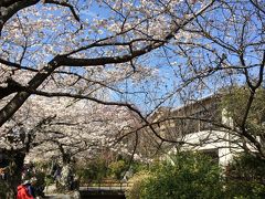 2014/4 日帰り京都でお花見散歩