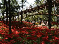 さわやかな秋晴れのヒガンバナ日和の巾着田と埼玉こども動物自然公園（２）巾着田・後編：木立の中の真紅のヒガンバナ・カーペット
