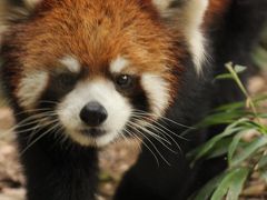 さわやかな秋晴れのヒガンバナ日和の巾着田と埼玉こども動物自然公園（３）埼玉こども動物自然公園：チリ共和国に行く前のレッサーパンダのコウタくんとリリィちゃんに会いたくて