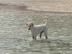 もうちょい天気が良かったら・・・タオ島そしてバンコク