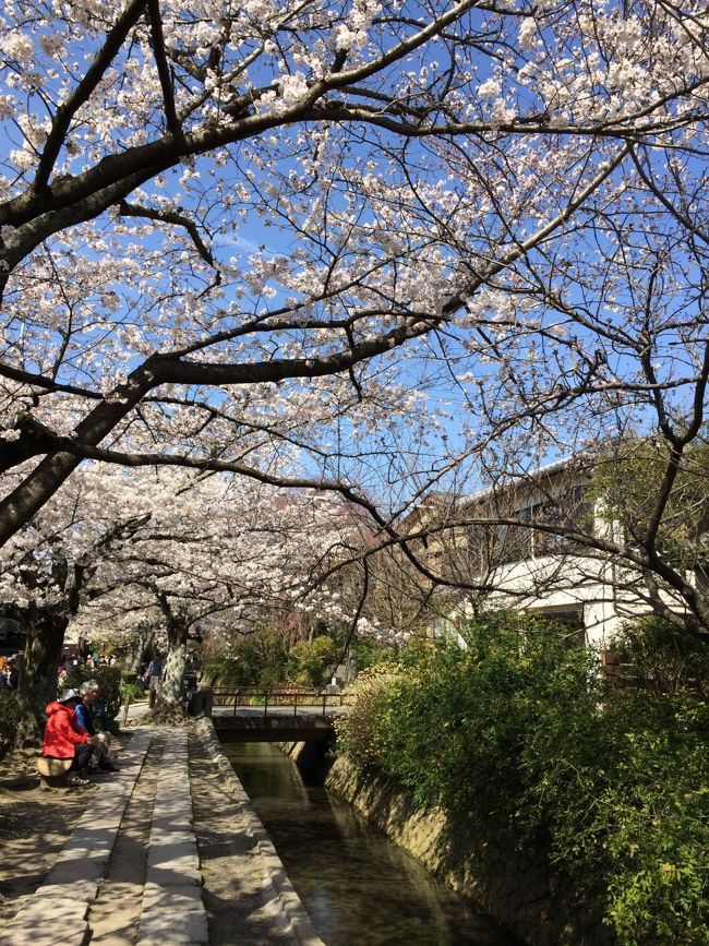 桜の季節、京都へ日帰りで行ってきました。<br />名古屋から車で2時間半ほどで京都に行けます。<br />今回はお花見と筍料理がお目当てです♪<br /><br /><br />4月1日(火)<br />名古屋→<br />→直會撰(昼食・たけのこ料理)<br />→岡崎疎水<br />→哲学の道<br />→銀閣寺<br />→岡崎神社<br />→平安神宮<br />→京菜家(夕食・京うどん)