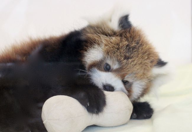 この世には、なんて可愛い生き物がいるんでしょう!<br />jilllucaさんによるレッサーパンダのライラちゃんの人工哺育の男の子の写真を見て、悶絶しました。<br />その子に私自身も写真だけでなく本物に会えました!<br /><br />白浜行きは去年2013年に1度は計画したけれど、実現に至りませんでした。<br />でも、この2014年の秋に行くことに決めて、かえってラッキーでした。<br /><br />ライラちゃんの男の子であるライラっ児くんは、13時45分のミルク&飼育員さんによるレクチャータイム前後には起きている可能性が高いので、そのときに居合わせるようにしました。<br />2日間、私がライラっ児くんにはりついていた間、多くても人垣が二重にならないくらいの人出だったのは、私にとってラッキーでした。<br />ガラス張りのメディカルルームの前でライラっ児くん独占状態のときもありました!<br />おかげで、ガラスへの映り込みは非常に激しく、写真は撮りづらかったのですが、ライラっ児くんの可愛らしさが分かる写真はたくさんゲットできました@<br /><br />1日目に到着したとき、ライラっ児くんはまだ寝ていましたが、しばらくすると目を覚ましました。<br />自分が見られていることをばっちり意識しているようで、目線をよくこちらにくれました。<br />布の手作りボールと骨の形をした枕があって、それにじゃれる様子は本当に可愛らしかったです。<br />ミルク&レクチャータイム後に飼育員さんがしばらくライラっ児くんと遊んであげていたとき、飼育員さんのライラっ児くんの扱いが乱暴でびっくりしましたが、これが自然哺育で双子の女の子と一緒に育っていたら、もっと激しいじゃれあいになっていたはずでした。<br />それに、飼育員さんがライラっ児くんをお世話したり、見学者にレクチャーしたりしていたときの、ライラっ児くんが可愛くて仕方がないというかんじの全開の微笑みも、とても印象的でした。<br />ライラっ児くんは実のライラ・ママとは離れて育っていますが、かわいがられているのがよく分かりました。<br /><br />ライラっ児くんはバックヤードに戻ることなく、外から見学できるメディカルルームで寝起きしていて終日見学できるので、2日目は閉園ぎりぎりまでねばってしまいました。<br />そのときのライラっ児くんは、ボールと枕で遊んでいましたが、頻繁に目線をくれて、まるで「遊んで」と訴えているかのようでした。<br />人工哺育のおかげで私たち見学者がライラっ児くんに会えるチャンスが増えたのは嬉しい限りですが、ライラ・ママや双子の女の子と育っていたら、こうして一人ぼっちの時間はほとんどなかったんだろうな、と思うと切なくなりました。<br /><br />立案時、2日間入園券持参でチケットを購入する必要がない2日目は、9月の平日なら、開園前1時間待ちくらいすれば1日15人限定のパンダラブツアー(ジャイアントパンダ・バックヤードツアー)に参加できるかもしれない、とひそかに期待していました。<br />今度いつこんな贅沢にアドベンチャーワールドで過ごせるか分からないので、1人5,000円の有料ツアーですが、参加する価値はあると思いました。<br />1時間前でもすでにゲート前にお子様を含めて20人くらいいたときは、もっと早くに来るんだったと後悔しましたが、バックヤードツアー受付に1番近いゲートに並んだおかげで、15人の中に入ることができました!<br /><br />パンダラブツアーの担当パンダは、優浜ちゃんでした。<br />優浜ちゃんがこれを担当するようになったのは最近だそうです。<br />この時間はおやつがもらえることがわかっている優浜ちゃんが浮かれているのがよく伝わってきました。<br />檻越しなので写真はいまいちで、むしろ展示場にいる方がズームすれば檻のないパンダだけの写真が撮れますが、長いまつげがピーンと1本ずつ立っているのが分かるほど間近で優浜ちゃんに会えて、えさやりもできました。<br />ほかに、食事や健康管理の話を聞けて、バックヤードの工夫された檻や装置も見せてもらいました(ただしそれは撮影不可でした)。<br /><br />旅行記に載せてはいないのですが、えさやりのときと、竹を食べている優浜ちゃんをバックに、記念撮影もしてもらえました。<br />優浜ちゃんにおやつをあげていたときの私は、一緒になって「あーん」していました。早く早くと檻にしがみつく優浜ちゃんを見ていて、無意識のうちにそうしてしまったようです@<br /><br /><念願叶ったアドベンチャーワールド行きのための3泊2日の南紀白浜の旅行記のシリーズ構成><br />□(1)アクセス編&宿泊編:羽田空港から南紀白浜空港へ&コガノイベイホテルと姉妹ホテルの古賀の井<br />□(2)ちょっぴりグルメ編&たっぷり買ったおみやげ編:とれとれ亭の海鮮夕食バイキングとホテルの朝食バイキング&南紀白浜・アドベンチャーワールドみやげ<br />□(3)平日狙いで2日通った初アドベンチャーワールドいろいろ&エントランスドームの動物たちやシロクマの子とさまざまなペンギンたち<br />□(4)レッサーパンダ特集:自然哺育のレッサーパンダの赤ちゃん!〜ライラちゃん母子&シンシンくん&后ちゃん<br />■(5)パンダ特集:人工哺育のレッサーパンダの赤ちゃん一人遊びがちょっと切ない&入園前1時間待ちで勝ち取れた1日15人限定ジャイアントパンダ・バックヤードツアー<br />□(6)ジャイアントパンダ特集:永明パパ・良浜ママ・双子の海浜と陽浜・今は末っ子の優浜<br />□(7)動物たちの可愛いアトラクション:思わず笑いがこみ上がるアニマルアクション・迫力のマリンライブ・よちよちペンギンパレード・くるくる楽しいラッコのフィーディング<br />□(8)ケニア号とウォーキングによるサファリワールドめぐり<br /><br />アドベンチャーワールド公式サイト<br />http://aws-s.com/<br /><br /><タイムメモ(アドベンチャーワールド編)><br />1日目:2014年9月18日(木)<br />09:30 タクシーでアドベンチャーワールドへ<br />09:40〜10:30 レッサーパンダのライラちゃんと自然哺育のライラっ娘ちゃん<br />10:40〜11:00 パンダラブの陽浜ちゃんと優浜ちゃん<br />11:05〜11:10 レッサーパンダのシンシンくん<br />11:20〜11:35 海獣館のシロクマの子供といろんなペンギン<br />11:35〜11:45 アニマルアクション<br />(開始は11:30〜)<br />11:55〜12:15 レッサーパンダの人工哺育のライラっ児くん<br />12:15〜12:45 マリンライブ(イルカのショー)<br />12:45〜13:00 ブリーディングセンターのジャイアントパンダの永明パパと良浜ママ<br />13:05〜14:00 レッサーパンダの人工哺育のライラっ児くん<br />(13:30〜飼育員さんによるお世話/13:45〜ミルク&レクチャータイム)<br />14:15〜14:25 ケープペンギン・パレード<br />14:30〜14:55 ケニア号でサファリワールドへ<br />15:05〜15:40 海鮮丼でランチ兼夕食<br />15:50〜16:20 ウォーキングサファリ(途中まで)<br />(動物が見られるのは基本16:20まで)<br />16:30〜16:40 センタードームでショッピング<br />16:45〜16:55 パンダラブの優浜ちゃん・海浜くん・陽浜ちゃん<br />17:00〜17:10 エントランスドームでショッピング<br />17:10頃 アドベンチャーワールドを出る<br />(閉園は17:00)<br /><br />2日目:2014年9月19日(金)<br />08:30 タクシーでアドベンチャーワールドへ<br />(入園前1時間待ちで1日15人限定のパンダラブツアー参加権獲得)<br />09:30 入園&パンダラブ(バックヤード)ツアー受付<br />09:35〜09:40 エントランスドームのレッサーパンダの后ちゃん<br />09:45〜10:35 レッサーパンダのライラちゃんと自然哺育のライラっ娘ちゃん<br />10:40〜11:20 エントランスドームの動物たち&レッサーパンダの后ちゃん・シンシンくん<br />11:30〜11:45 アニマルアクション<br />11:50〜11:55 フィーディング中のラッコ<br />12:00〜12:15 パンダラブの海浜くん・陽浜ちゃん<br />12:20〜13:15 パンダラブ(バックヤード)ツアー<br />13:25〜14:10 レッサーパンダの人工哺育のライラっ児くん<br />(13:45〜ミルク&レクチャータイム)<br />14:20〜14:50 キノコゆずうどんランチ兼夕食<br />15:00〜15:20 マリンライブ(イルカのショー)<br />15:40〜16:40 ウォーキングサファリ(ぎりぎりまで動物が見られた)<br />16:45〜17:00 レッサーパンダの人工哺育のライラっ児くん<br />17:05〜17:10 エントランスドームでショッピング<br />17:10頃 アドベンチャーワールドを出る<br />(閉園は17:00)<br /><br />※これまでの動物旅行記は目次を作成しています。<br />動物/動物園と水族館の旅行記〜レッサーパンダ大好き〜 目次<br />http://4travel.jp/travelogue/10744070<br />
