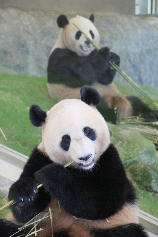 パンダといえばレッサーパンダの方が先だったのに、上野動物園もアドベンチャーワールドも、ジャイアントパンダばっかり力を入れているんだから！<br />と、レッサーパンダ・ファンとしてはもどかしく思ったときもありました。<br />いえ、決してレッサーパンダほか、ジャイアントパンダ以外の動物たちがないがしろにされているという意味ではなく、ちゃんと大切に飼育されています。あくまで比較論ですし、ソフト面ではなく、施設やグッズなどのハード面の話です。<br />ジャイアントパンダの方が集客効果が高いのもよく分かりますから。<br /><br />それに、やっぱりジャイアントパンダは可愛いですね。<br />大柄な私よりもさらに大きくても。<br />アドベンチャーワールドのパンダ飼育の大変さと思い出をつづつた「パンダのひみつ」という本を１日目に買って読んだので、なおさら。<br />動物のことがよく分かると、愛着がまして、見学にも熱が入るものです。<br /><br />ジャイアントパンダたちは、飼育員さんによれば、外見に個性があって見分けがつけられるようです───顔や耳の形などから。<br />でも、レッサーパンダほど顔の模様にバラエティがないので、私には見分けることはできませんでした。<br />しかし、アドベンチャーワールドでは、パンダだけはちゃんと名札があるので、目の前にいる子が誰か分かった上で見学することができました。<br /><br />２才の優浜ちゃんは、大人と比べるとまだ少し小さいのですが、単体で会うと大人パンダと遜色ないくらいずいぶん大きく見えました。<br />はじめにパンダラブの屋内展示場で４才の陽浜ちゃんと２才の優浜ちゃんが隣り合わせのところを見学できましたが、そのときの動きやしぐさからすると、陽浜ちゃんの方がチャーミングで、優浜ちゃんの方がちょっとおやじっぽく見えました（苦笑）。<br />でも、２日目のバックヤードツアーで間近に見た優浜ちゃんは、まだまだ子供っぽく見えて、とても可愛らしかったです。<br /><br />次にブリーディングセンターの屋内展示場で、永明パパと良浜ママに会うことができました。<br />このペアには、２日目に屋外展示場でも会えましたが、動きやしぐさからすると、良浜ママの方がどっしりしていて、永明パパの方が可愛らしいかんじがしました。<br /><br />また、陽浜ちゃんと海浜くんが隣り合わせだったときは、強いて言うと海浜くんの方が、しぐさなどがより可愛らしく見えました。<br /><br />動物界では、メスの気を引くためにオスの方が美しかったり、メスより体が小さくて可愛いかったりすることはよくあります。<br />ひょっとしたらパンダもそうなのかしら、と思ってしまいました（笑）。<br /><br />＜念願叶ったアドベンチャーワールド行きのための３泊２日の南紀白浜の旅行記のシリーズ構成＞<br />□（１）アクセス編＆宿泊編：羽田空港から南紀白浜空港へ＆コガノイベイホテルと姉妹ホテルの古賀の井<br />□（２）ちょっぴりグルメ編＆たっぷり買ったおみやげ編：とれとれ亭の海鮮夕食バイキングとホテルの朝食バイキング＆南紀白浜・アドベンチャーワールドみやげ<br />□（３）平日狙いで２日通った初アドベンチャーワールドいろいろ＆エントランスドームの動物たちやシロクマの子とさまざまなペンギンたち<br />□（４）レッサーパンダ特集：自然哺育のレッサーパンダの赤ちゃん！〜ライラちゃん母子＆シンシンくん＆后ちゃん<br />□（５）パンダ特集：人工哺育のレッサーパンダの赤ちゃん一人遊びがちょっと切ない＆入園前１時間待ちで勝ち取れた１日15人限定ジャイアントパンダ・バックヤードツアー<br />■（６）ジャイアントパンダ特集：永明パパ・良浜ママ・双子の海浜と陽浜・今は末っ子の優浜<br />□（７）動物たちの可愛いアトラクション：思わず笑いがこみ上がるアニマルアクション・迫力のマリンライブ・よちよちペンギンパレード・くるくる楽しいラッコのフィーディング<br />□（８）ケニア号とウォーキングによるサファリワールドめぐり<br /><br />アドベンチャーワールド公式サイト<br />http://aws-s.com/<br /><br />＜タイムメモ（アドベンチャーワールド編）＞<br />１日目：2014年９月18日（木）<br />09:30　タクシーでアドベンチャーワールドへ<br />09:40〜10:30　レッサーパンダのライラちゃんと自然哺育のライラっ娘ちゃん<br />10:40〜11:00　パンダラブの陽浜ちゃんと優浜ちゃん<br />11:05〜11:10　レッサーパンダのシンシンくん<br />11:20〜11:35　海獣館のシロクマの子供といろんなペンギン<br />11:35〜11:45　アニマルアクション<br />（開始は11:30〜）<br />11:55〜12:15　レッサーパンダの人工哺育のライラっ児くん<br />12:15〜12:45　マリンライブ（イルカのショー）<br />12:45〜13:00　ブリーディングセンターのジャイアントパンダの永明パパと良浜ママ<br />13:05〜14:00　レッサーパンダの人工哺育のライラっ児くん<br />（13:30〜飼育員さんによるお世話／13:45〜ミルク＆レクチャータイム）<br />14:15〜14:25　ケープペンギン・パレード<br />14:30〜14:55　ケニア号でサファリワールドへ<br />15:05〜15:40　海鮮丼でランチ兼夕食<br />15:50〜16:20　ウォーキングサファリ（途中まで）<br />（動物が見られるのは基本16:20まで）<br />16:30〜16:40　センタードームでショッピング<br />16:45〜16:55　パンダラブの優浜ちゃん・海浜くん・陽浜ちゃん<br />17:00〜17:10　エントランスドームでショッピング<br />17:10頃　アドベンチャーワールドを出る<br />（閉園は17:00）<br /><br />２日目：2014年９月19日（金）<br />08:30　タクシーでアドベンチャーワールドへ<br />（入園前１時間待ちで１日15人限定のパンダラブツアー参加権獲得）<br />09:30　入園＆パンダラブ（バックヤード）ツアー受付<br />09:35〜09:40　エントランスドームのレッサーパンダの后ちゃん<br />09:45〜10:35　レッサーパンダのライラちゃんと自然哺育のライラっ娘ちゃん<br />10:40〜11:20　エントランスドームの動物たち＆レッサーパンダの后ちゃん・シンシンくん<br />11:30〜11:45　アニマルアクション<br />11:50〜11:55　フィーディング中のラッコ<br />12:00〜12:15　パンダラブの海浜くん・陽浜ちゃん<br />12:20〜13:15　パンダラブ（バックヤード）ツアー<br />13:25〜14:10　レッサーパンダの人工哺育のライラっ児くん<br />（13:45〜ミルク＆レクチャータイム）<br />14:20〜14:50　キノコゆずうどんランチ兼夕食<br />15:00〜15:20　マリンライブ（イルカのショー）<br />15:40〜16:40　ウォーキングサファリ（ぎりぎりまで動物が見られた）<br />16:45〜17:00　レッサーパンダの人工哺育のライラっ児くん<br />17:05〜17:10　エントランスドームでショッピング<br />17:10頃　アドベンチャーワールドを出る<br />（閉園は17:00）<br /><br />※これまでの動物旅行記は目次を作成しています。<br />動物／動物園と水族館の旅行記〜レッサーパンダ大好き〜　目次<br />http://4travel.jp/travelogue/10744070<br />