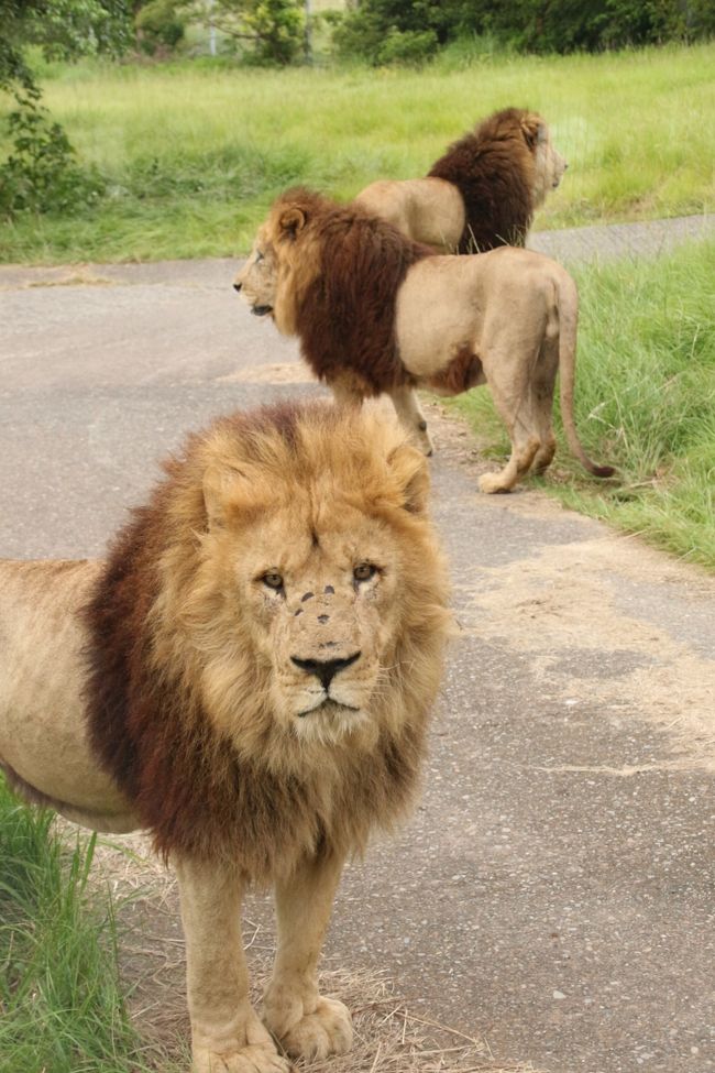 動物園のサファリワールドって初めてです。<br />どんなかんじか、とても興味がありました。<br />多摩動物公園のライオンバスでそれっぽさは体験できたといえるかもしれませんが、ライオンバスは乗車時間が正味5分程度でしたから。<br />予定通りに出かけられていたら、動物園のサファリワールドは、先に富士サファリパークで体験できたはずでした。<br />しかし、9月頭に計画していた富士サファリパーク行きは都合によりキャンセルせざるを得なかったので、アドベンチャーワールドで初めて体験することになりました!<br /><br />サファリワールドを回る列車型バスのケニア号は、先頭車両のプレミアムシート以外は、入園料だけで無料で乗れます。<br />まずはそれでサファリワールドを回りました。<br />そのあとでウォーキングコースでサファリワールドを回りました。<br />どちらも便利な点と不便な点の両方あるからです。<br />バスで回る場合、所用時間は約25分ですが、ウォーキングは約50分かかります。<br />バスだとラクで手軽ですが、自分のペースでは回れず、自分の座席と窓の外の動物との位置関係によっては見づらいこともあるし、限られた視界と揺れるバスの中からでは、写真は撮りにくそうです。<br />でも、ウォーキングだと肉食獣エリアは入れないようです。<br />なのでそれぞれの不便な点を補うには両方利用すべきだと思いました。<br /><br />ケニア号には1日目に乗ることが出来ました。<br />ざっと回れたというかんじです。一応、サファリにいる動物たちをひととおり見学できましたし、車内放送で動物の説明が聞けましたが、予想通り、写真が撮りにくい場面ばかりでした。<br /><br />ウォーキングサファリは、1日目は時間切れで途中で引き返しました。<br />2日目はしっかり50分かけて、リベンジできました。<br /><br />サファリの動物は「16時20分までご覧いただけます」とのことなので、要するに16時20分までしか見られないんだろうと思いました。<br />でも2日とも、園内で気になる動物たちやアトラクションを先に見学してから、サファリは1日のほとんど最後に回ったので、2日目はもっと先まで進めたのですが、後半はただの散歩になってしまうかもしれない、と覚悟しながら歩きました。<br />でも、実際にはコースを終えたのは16時40分でしたが、ほとんど最後まで動物たちを見学することができました。<br />確かにウォーキングでは肉食動物エリアには入れませんでしたが、展望台からかなり見ることができたし、望遠レンズでならある程度写真が撮れました。<br />チーターやトラはウォーキングコースからはほとんど見えませんでしたが、ライオンはむしろケニア号よりもずっと近くで迫力ある姿が見ることができました。<br />それはジープがライオンを追いむタイミングに居合わせたおかげでもありました。<br /><br />というわけで、3泊2日たっぷり楽しんだアドベンチャーワールドのラストの旅行記はサファリワールド編です。<br /><br /><念願叶ったアドベンチャーワールド行きのための3泊2日の南紀白浜の旅行記のシリーズ構成><br />□(1)アクセス編&宿泊編:羽田空港から南紀白浜空港へ&コガノイベイホテルと姉妹ホテルの古賀の井<br />□(2)ちょっぴりグルメ編&たっぷり買ったおみやげ編:とれとれ亭の海鮮夕食バイキングとホテルの朝食バイキング&南紀白浜・アドベンチャーワールドみやげ<br />□(3)平日狙いで2日通った初アドベンチャーワールドいろいろ&エントランスドームの動物たちやシロクマの子とさまざまなペンギンたち<br />□(4)レッサーパンダ特集:自然哺育のレッサーパンダの赤ちゃん!〜ライラちゃん母子&シンシンくん&后ちゃん<br />□(5)パンダ特集:人工哺育のレッサーパンダの赤ちゃん一人遊びがちょっと切ない&入園前1時間待ちで勝ち取れた1日15人限定ジャイアントパンダ・バックヤードツアー<br />□(6)ジャイアントパンダ特集:永明パパ・良浜ママ・双子の海浜と陽浜・今は末っ子の優浜<br />□(7)動物たちの可愛いアトラクション:思わず笑いがこみ上がるアニマルアクション・迫力のマリンライブ・よちよちペンギンパレード・くるくる楽しいラッコのフィーディング<br />■(8)ケニア号とウォーキングによるサファリワールドめぐり<br /><br />アドベンチャーワールド公式サイト<br />http://aws-s.com/<br /><br /><タイムメモ(アドベンチャーワールド編)><br />1日目:2014年9月18日(木)<br />09:30 タクシーでアドベンチャーワールドへ<br />09:40〜10:30 レッサーパンダのライラちゃんと自然哺育のライラっ娘ちゃん<br />10:40〜11:00 パンダラブの陽浜ちゃんと優浜ちゃん<br />11:05〜11:10 レッサーパンダのシンシンくん<br />11:20〜11:35 海獣館のシロクマの子供といろんなペンギン<br />11:35〜11:45 アニマルアクション<br />(開始は11:30〜)<br />11:55〜12:15 レッサーパンダの人工哺育のライラっ児くん<br />12:15〜12:45 マリンライブ(イルカのショー)<br />12:45〜13:00 ブリーディングセンターのジャイアントパンダの永明パパと良浜ママ<br />13:05〜14:00 レッサーパンダの人工哺育のライラっ児くん<br />(13:30〜飼育員さんによるお世話/13:45〜ミルク&レクチャータイム)<br />14:15〜14:25 ケープペンギン・パレード<br />14:30〜14:55 ケニア号でサファリワールドへ<br />15:05〜15:40 海鮮丼でランチ兼夕食<br />15:50〜16:20 ウォーキングサファリ(途中まで)<br />(動物が見られるのは基本16:20まで)<br />16:30〜16:40 センタードームでショッピング<br />16:45〜16:55 パンダラブの優浜ちゃん・海浜くん・陽浜ちゃん<br />17:00〜17:10 エントランスドームでショッピング<br />17:10頃 アドベンチャーワールドを出る<br />(閉園は17:00)<br /><br />2日目:2014年9月19日(金)<br />08:30 タクシーでアドベンチャーワールドへ<br />(入園前1時間待ちで1日15人限定のパンダラブツアー参加権獲得)<br />09:30 入園&パンダラブ(バックヤード)ツアー受付<br />09:35〜09:40 エントランスドームのレッサーパンダの后ちゃん<br />09:45〜10:35 レッサーパンダのライラちゃんと自然哺育のライラっ娘ちゃん<br />10:40〜11:20 エントランスドームの動物たち&レッサーパンダの后ちゃん・シンシンくん<br />11:30〜11:45 アニマルアクション<br />11:50〜11:55 フィーディング中のラッコ<br />12:00〜12:15 パンダラブの海浜くん・陽浜ちゃん<br />12:20〜13:15 パンダラブ(バックヤード)ツアー<br />13:25〜14:10 レッサーパンダの人工哺育のライラっ児くん<br />(13:45〜ミルク&レクチャータイム)<br />14:20〜14:50 キノコゆずうどんランチ兼夕食<br />15:00〜15:20 マリンライブ(イルカのショー)<br />15:40〜16:40 ウォーキングサファリ(ぎりぎりまで動物が見られた)<br />16:45〜17:00 レッサーパンダの人工哺育のライラっ児くん<br />17:05〜17:10 エントランスドームでショッピング<br />17:10頃 アドベンチャーワールドを出る<br />(閉園は17:00)<br /><br />※これまでの動物旅行記は目次を作成しています。<br />動物/動物園と水族館の旅行記〜レッサーパンダ大好き〜 目次<br />http://4travel.jp/travelogue/10744070<br />