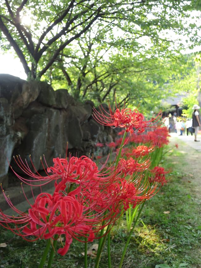 横浜・西方寺の彼岸花