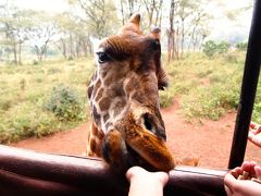 初のアフリカ、ケニア１ヶ月ステイ：その2　ナイロビ市内でWildlife