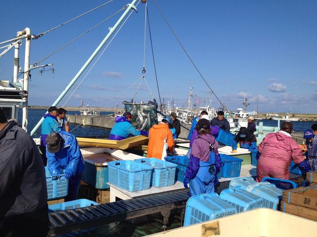 天塩漁港での沖獲りの秋鮭の水揚げ光景です<br />これは販売用の仕分け作業（雌雄の分別とサイズの選別）ですので活気がありますね<br /><br />沖獲り秋鮭の雌雄ですが、頭（鼻）ではまだ区別がつきません<br />川に入るようになると頭（鼻）で見分けがつくようになりますが、沖獲りの場合は両方共丸いので殆ど違いはありません<br />どこで選別するかというと、主に『尾鰭の形状』と『脂鰭の大きさ』、それに『お腹の固さ』で見分けているそうです<br /><br />素人に一番分かり易いのは、「尾鰭が一直線」の場合は「雌」で、「尾鰭」がくの字形」の場合は「雄」といのでしょうかね<br /><br />それが微妙な場合は、「脂鰭の大きさ」や「お腹の固さ」で判定しているとの事でした<br />