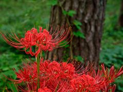 黒松林にひっそり咲く曼珠沙華と富士山麓の畑に咲く満開の蕎麦の花