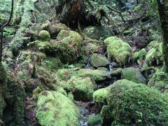 屋久島　～苔むす森へ～