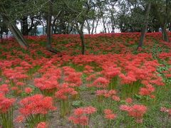 巾着田の曼珠沙華