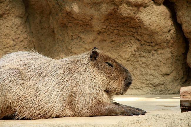 神戸どうぶつ王国<br />神戸市中央区のポートアイランドで開園して以来、花の中で鳥と遊べる場として親しまれてきた動植物園「神戸花鳥園」が、「神戸どうぶつ王国」と名称を変え、動物とも触れ合える場にリニューアルされています。<br />カピバラさんに癒されてきました。