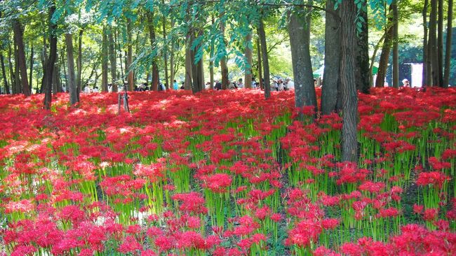 ４トラの皆さんの旅行記を見てたし、春に来た巾着田バーベキューの時の情報でも満開の曼珠沙華が群生してる景色は見事なものらしいので、４トラ・トラベラーの夏への扉さん、mimicatさん、ひゅうひゅうさんと行ってきました。<br />そのあと日和田山〜高指山〜物見山ハイキング。<br /><br />2014年登山記録<br />　 1.13 幕山<br />　 1.27 大山阿夫利山神社〜見晴らし台〜日向山<br />　 2.11 長瀞アルプス〜宝登山<br />　 4. 5 浅間山〜権現山〜弘法山〜吾妻山<br />　 4.19 天覧山〜多峰主山<br />　 4.26 八重山五感の森（虎丸山〜能岳〜八重山〜秋葉山〜根本山）<br />　 5.10 鼻曲山<br />　 5.18 北高尾山稜（黒ドッケ〜狐塚峠〜杉沢の頭〜富士見台〜城山）<br />　 6.24〜29 スイスアルプスハイキング<br />　 7.13〜14 苗場山<br />　 8.3〜4　 富士山　<br />　 9.13〜14 至仏山　 <br />　 9.21　日和田山〜高指山〜物見山