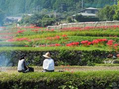 里山の秋 日向薬師の彼岸花 