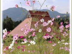 Solitary Journey ［1444］ 秋の景色を楽しみながら山里の道を縫うように走り抜けて行きました♪＜コスモスの花と彼岸花＞島根県鹿足郡