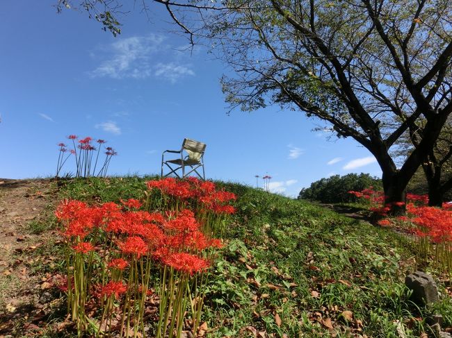 今年も行ってきました。<br /><br />今年も腰が重かった。<br />天気も不安定だし、休日には行きたくないし、去年見たからいいか、なんて思ったり・・・<br />でも良く晴れた朝、「気になるから行ってこよう！」と気合を入れて電車に乗りました。<br /><br />今回も青空で、曼珠沙華の笑顔？が見れました。<br /><br />日高市の曼珠沙華公式ＨＰには、９月２１日（日）に「見頃」となっていたけど、写真を見るとまだ赤いじゅうたんが少し弱い感じがしたので様子を見ていました。<br />足を運んだ２６日（金）は、「去年より少し遅かったかな？」といった感じで、枯れているところもありましたが、見頃やあいあい橋のたもとはつぼみが多かったです。<br />つぼみ・見頃・終わりのすべてが見れました。