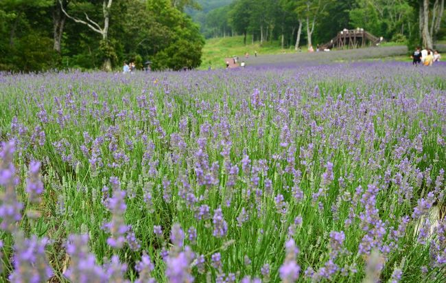 〈南魚沼＆みなかみ〉 おいしい旅♪ ほっこり旅♪（４）～谷川岳・天神平へ空中散歩＆たんばらラベンダーパークで花散歩