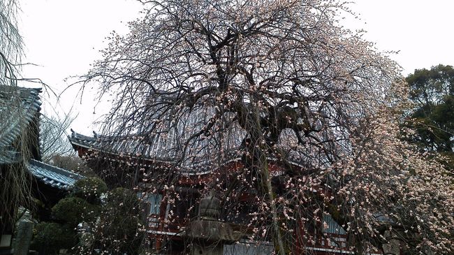 東京都町田市にある宏善寺の紅うめの花は、大きくて有名です。とても綺麗で感動します。匂いも良い香りがします。この近くには恩田川があり、ここは町田の桜の名所の一つで桜並木がたいへん大きくてきれいです。梅と桜の両方が見れて良いです。