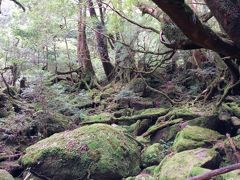 屋久島旅行　Vol.1　白谷雲水峡