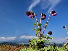 山中湖ロッジ滞在9月編　～珍しい花、富士薊（フジアザミ）と巡り合う～