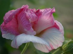 足柄の山に囲まれ、田畑の中にある酔芙蓉の農道　これからが見ごろです