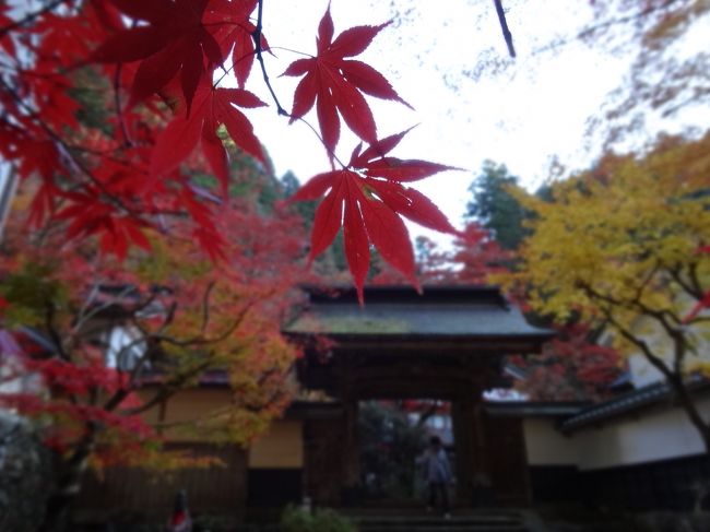 2013年11月23日(土)晴<br /><br />7:40 京都駅八条口集合<br />7:50 定刻出発<br />8:40 草津PA(〜9:00)<br />10:15 多良峡(〜10:55)<br />11:15 胡麻の郷(〜11:40)<br />11:50 関ヶ原レストハウス(〜12:10)<br />12:55 谷汲山 華厳寺(〜14:15)<br />14:20 谷汲あられの里(〜14:40)<br />14:50 両界山 横蔵寺(〜16:15)<br />18:20 びわ湖大津SA(〜18:40)<br /><br />◆ルート◆<br />名神高速(京都東IC)⇒名神高速(関ヶ原IC)<br /><br /><br />◆日帰りバスツアー◆<br />【ツアー名】華厳寺・横蔵寺・多良峡 東海3つの紅葉めぐり<br />【旅行会社】クラブツーリズム<br />【 日程 】2013年11月23日(土)日帰りバスツアー<br />【バス会社】滋賀中央観光<br />【 料金 】¥6,980<br />【参加人数】42名