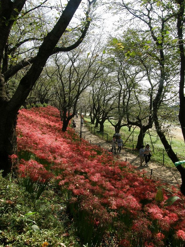 桜で有名な権現堂に・・・<br />花期はとうに過ぎていると思うが毎年訪れているので、無理やり時間を作って行ってみました。<br /><br />結果はまだ見られる花で、遅咲きの新種も見られて十分楽しめました。