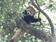 レッサーパンダ・ファンが集った９月末の埼玉こども動物自然公園～コウタくんとリリィちゃんに日本で会えた最後の日