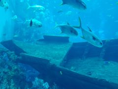 子連れでシンガポール2回目：ハイティー、水族館