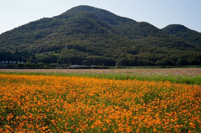 たつの市揖保川町金剛山のそば畑、馬場のコスモス畑がそれぞれ見頃となったので行って来ました。<br />揖保川町のすぐ近くの２ヶ所で一面真っ白となったそば畑、色とりどりのキバナコスモスやコスモスがお互いに競い合い「なごみ」の一日となりました。