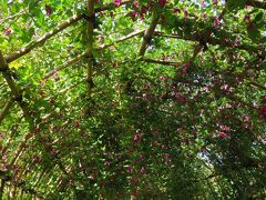 もう、秋！　萩のトンネルの百花園。