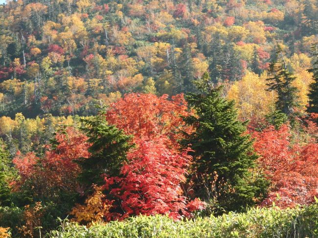 久しぶりに立山の紅葉を見に行って来ました。1日は自宅を6時に出て<br />11時過ぎに立山に到着。ケーブルカーと高原バスで室堂に12時前に到着。<br />少しガスがかかってて視界はマアマアで大観峰迄足を伸ばしました。<br />雲ひとつ無い晴天で行った甲斐がありました。<br />室堂の天気が今一だったので弥陀ヶ原迄戻って、天望立山荘で休息。<br />久しぶりに弥陀ヶ原と富山平野にかかる雲海を見ました。<br />2日は6時半に起きて散歩(朝食前)。ところが家内が木道ぢ滑って膝を<br />打って3時間コースを1時間で切り上げ帰宅の途につきました。<br />