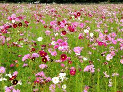 秋ですよ｡･:*:･ﾟ｡･:*:･ﾟコスモスの花が咲きましたよ (*⌒▽⌒*)｡･:*:･ﾟ