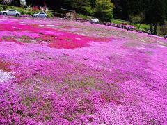 [14]郡上市・明宝「國田家の芝桜」