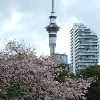 南半球は、十月に桜が咲きます