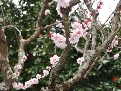 湯河原梅園の散歩