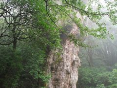 縄文杉は最高雨量（２日目：縄文杉トレッキング）