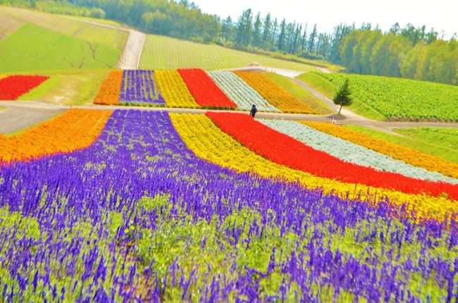 　ふと思い立ち、3連休に1日だけ年休を使用して３泊４日の北海道旅行へ。当初は未踏の石垣島と西表島に足を伸ばそうかとも考えたが、台風シーズンということもあり、フライトが不安定になる可能性もあったので、北海道にしたのだが、訪れてみて本当に良かった。<br /><br />　北海道には今回で3回目の旅行、９月中旬というシーズンもあり、じゃがいもや玉ねぎの収穫は終わり、花もないガランとした大地を思い浮かべながら富良野と美瑛に訪れたが、全く期待を裏切る美しい丘に感動してしまった。<br /><br />　国内旅行は小学校の頃から一人旅をし、20までで卒業。中東欧のことを研究していたこともあり、中東欧を中心とする海外旅行ばかりに明け暮れていたので、実家の広島に帰郷する以外では実に3年ぶりの本格的な国内旅行。