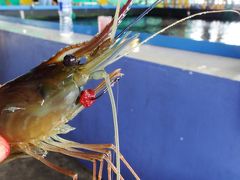 海老ガール。～シンガポールの釣堀まわり～今日の献立はタイ風海老カレー＆海老ビーフン蒸し